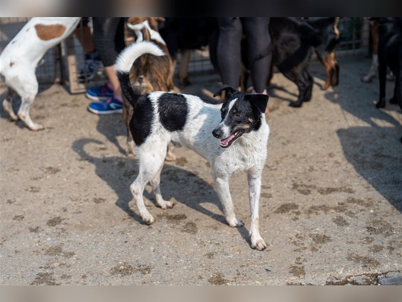 Pötyi , Traumhund lieb und menschenorientiert sucht aktive Familie