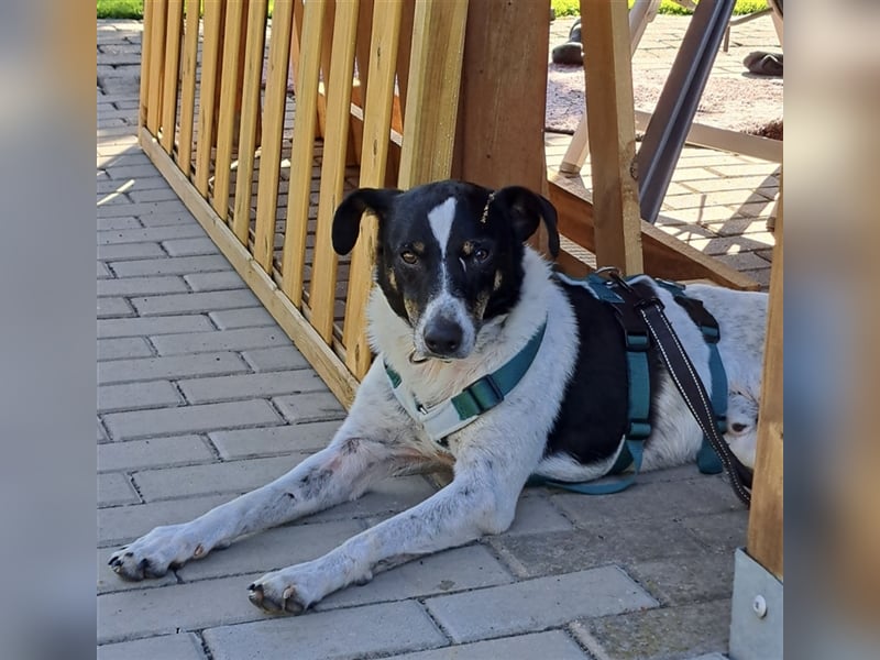Pötyi , Traumhund lieb und menschenorientiert sucht aktive Familie