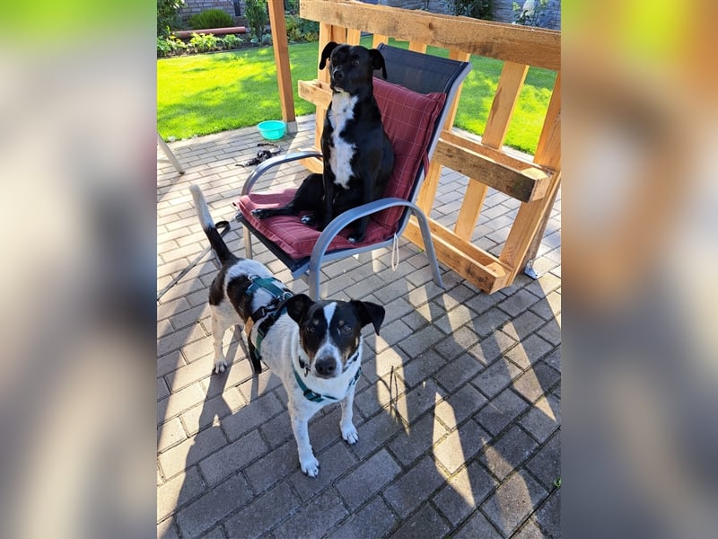 Pötyi , Traumhund lieb und menschenorientiert sucht aktive Familie