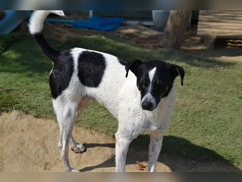 Pötyi , Traumhund lieb und menschenorientiert sucht aktive Familie