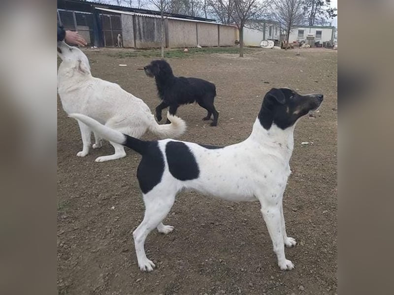Pötyi , Traumhund lieb und menschenorientiert sucht aktive Familie