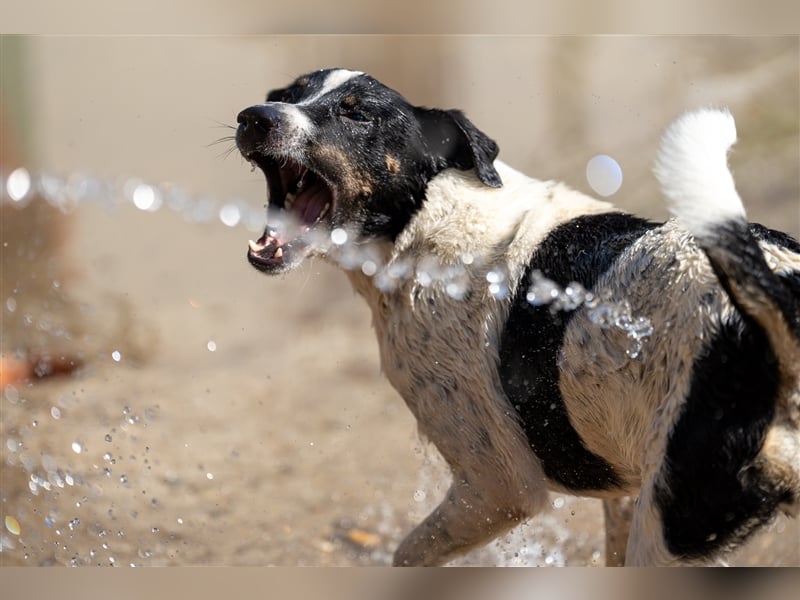Pötyi , Traumhund lieb und menschenorientiert sucht aktive Familie