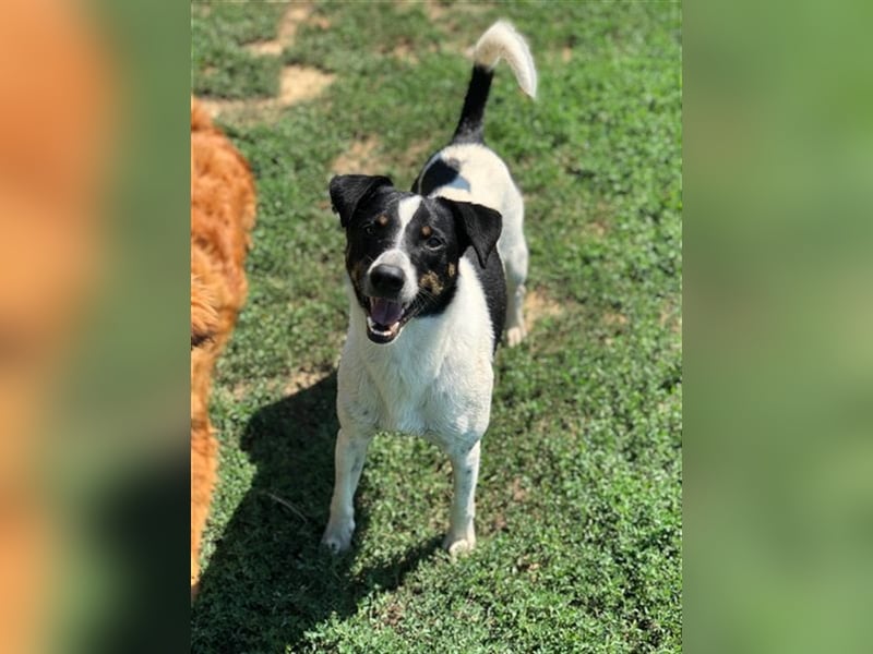 Pötyi , Traumhund lieb und menschenorientiert sucht aktive Familie