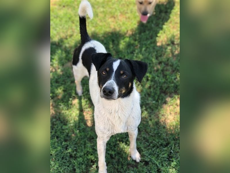 Pötyi , Traumhund lieb und menschenorientiert sucht aktive Familie