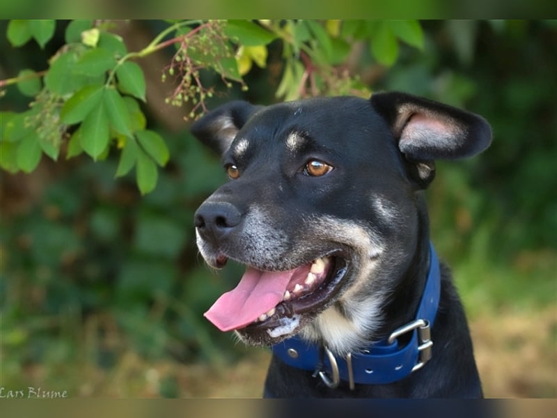 Apollo sucht sein Zuhause