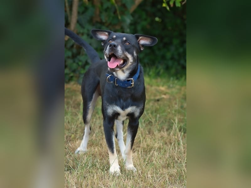 Apollo sucht sein Zuhause