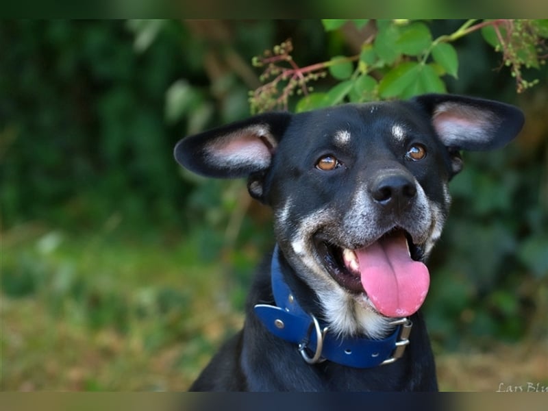 Apollo sucht sein Zuhause