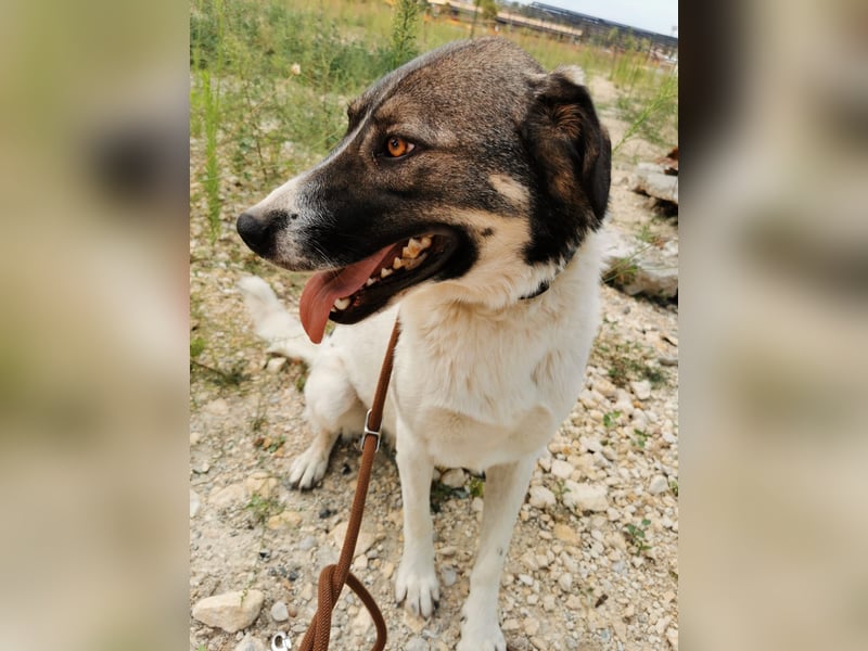 Floki - sucht dringend ein Zuhause
