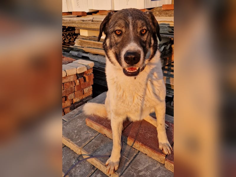 Floki - sucht dringend ein Zuhause