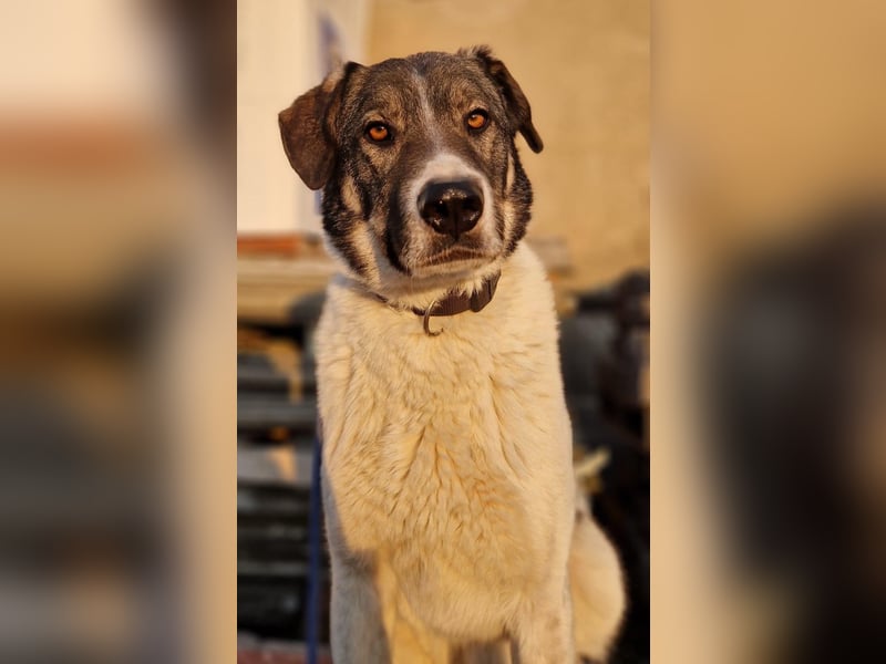 Floki - sucht dringend ein Zuhause