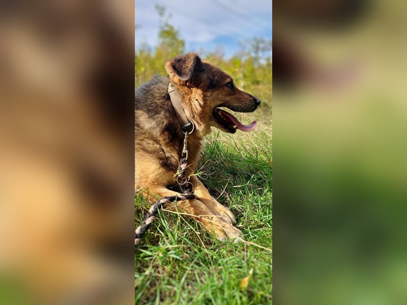 Petko - sucht noch sein Körbchen