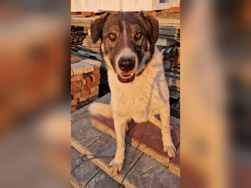 Floki - sucht dringend ein Zuhause