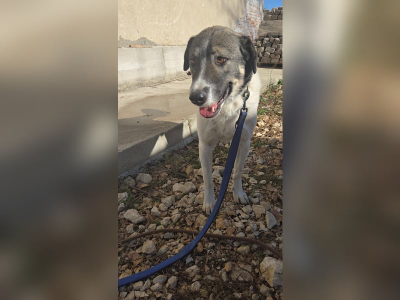Floki - sucht dringend ein Zuhause