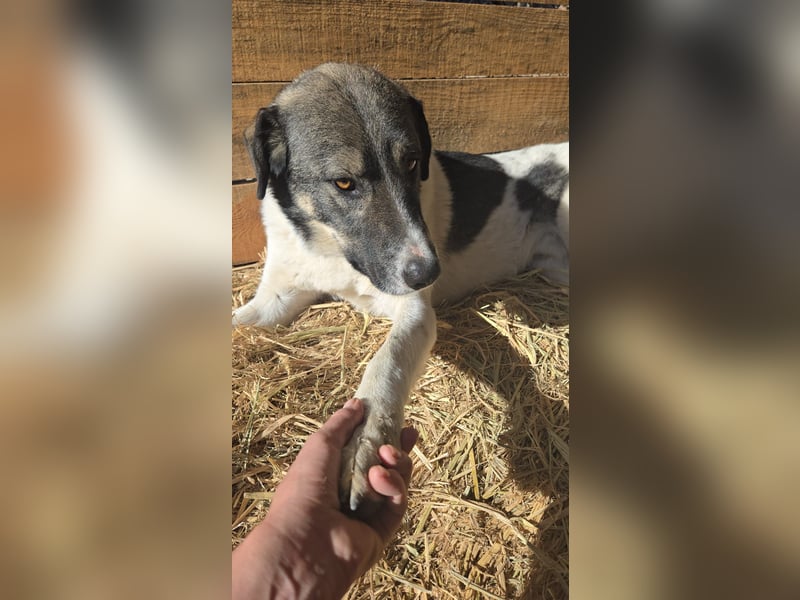 Floki - sucht dringend ein Zuhause