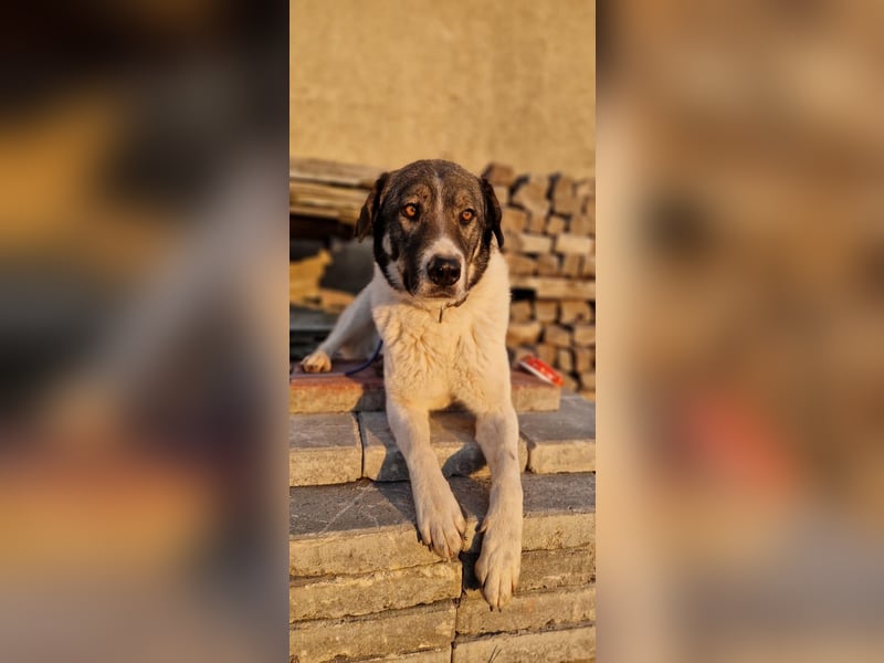 Floki - sucht dringend ein Zuhause