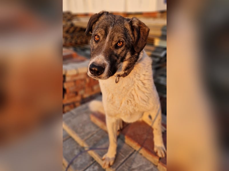 Floki - sucht dringend ein Zuhause