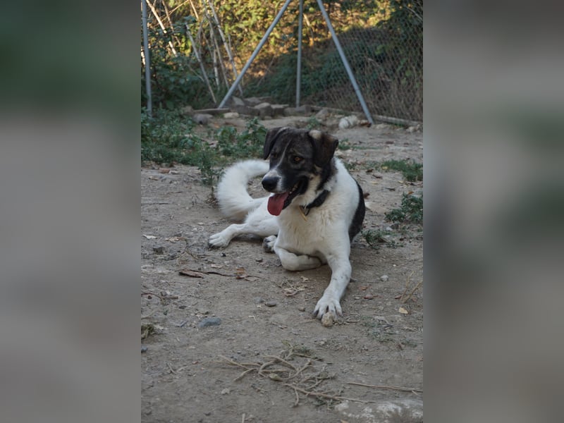 Floki - sucht dringend ein Zuhause