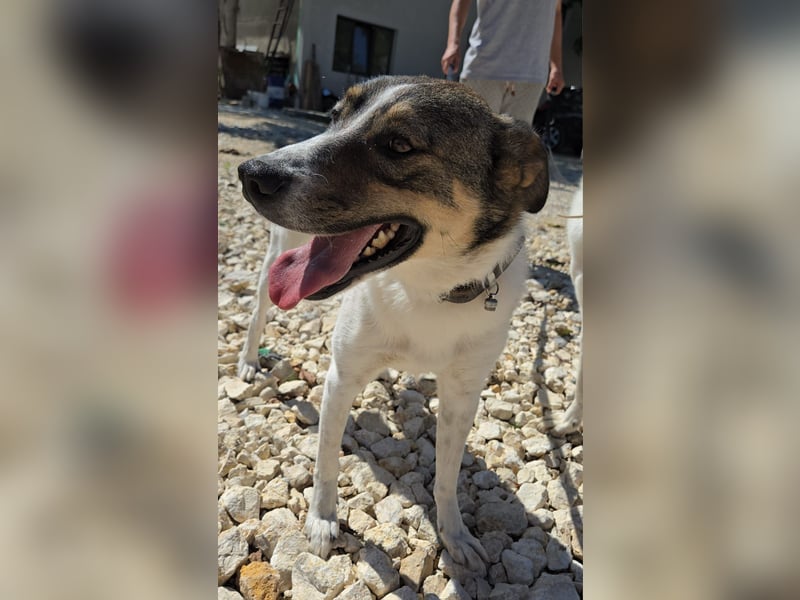 Floki - sucht dringend ein Zuhause