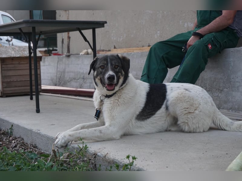 Floki - sucht dringend ein Zuhause