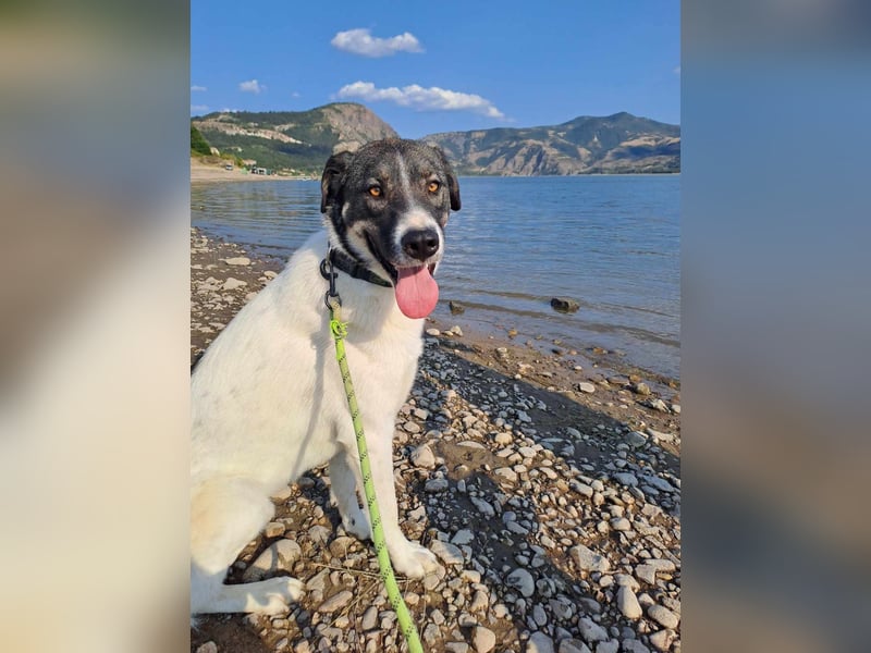 Floki - sucht dringend ein Zuhause