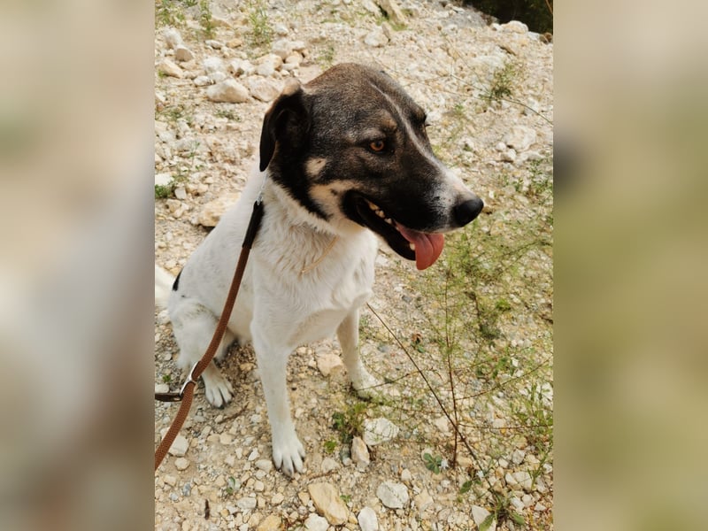Floki - sucht dringend ein Zuhause