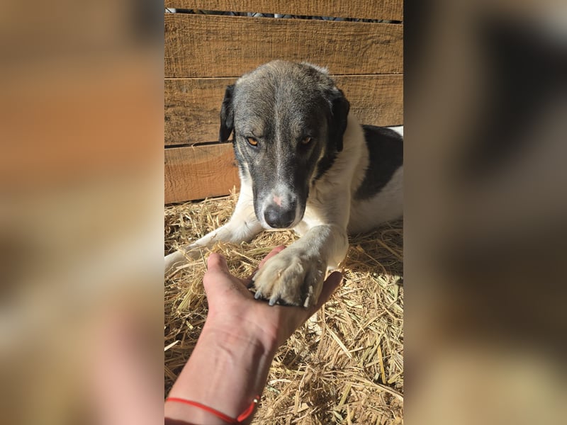 Floki - sucht dringend ein Zuhause