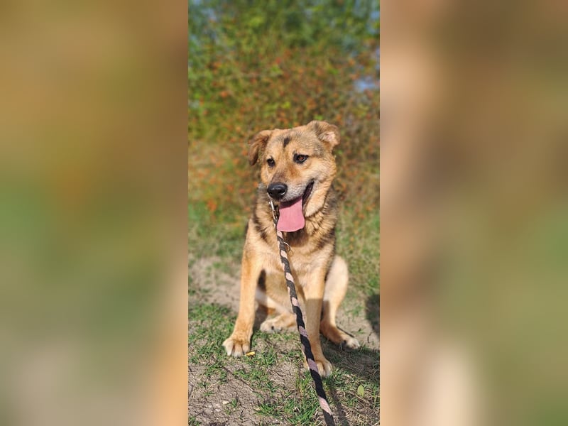 Petko - sucht noch sein Körbchen
