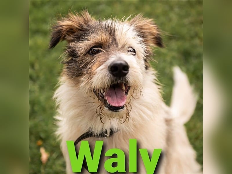 Süßer Rüde Waly sucht seine Familie