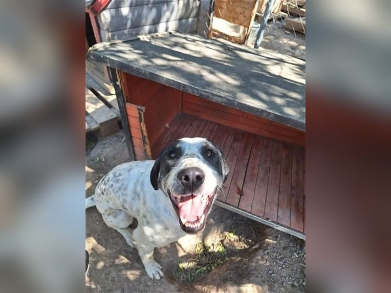 Adam, verspielt, verschmust und ein echter Traumhund