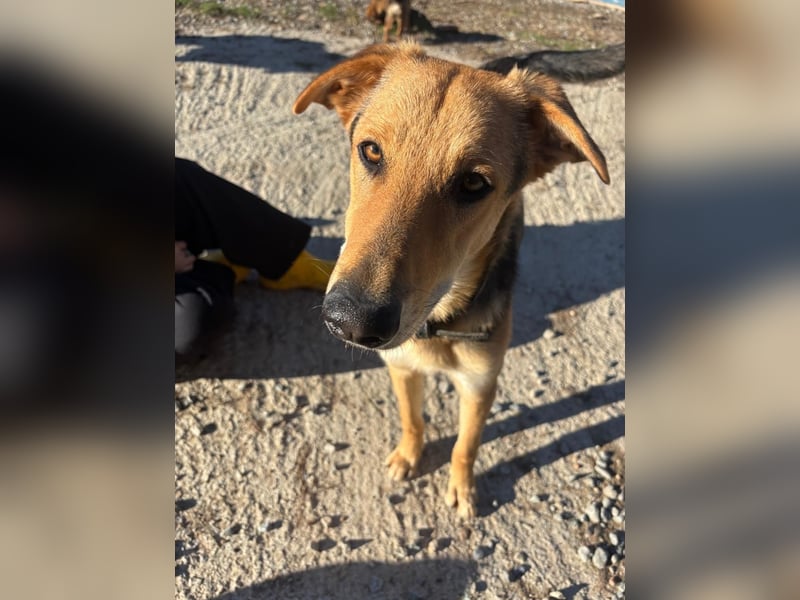 Schlauer Sullyvan sucht dich