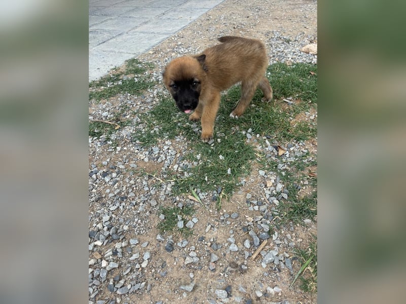 Toller Traumhund Tater Tot