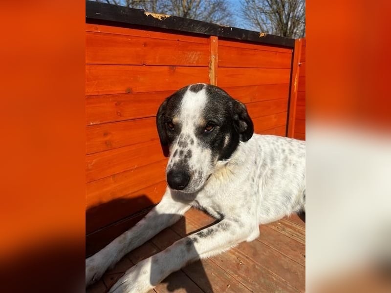 Adam, verspielt, verschmust und ein echter Traumhund