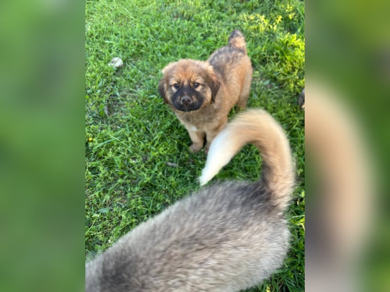 Chewbacca - kleiner Bär wartet auch dich