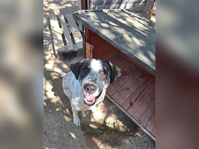 Adam, verspielt, verschmust und ein echter Traumhund