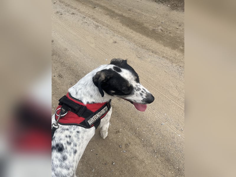 Adam, verspielt, verschmust und ein echter Traumhund