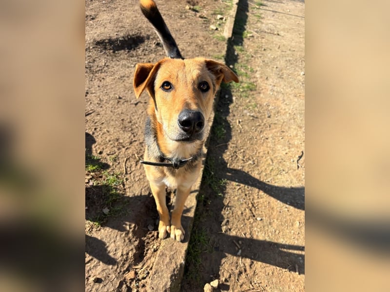 Schlauer Sullyvan sucht dich