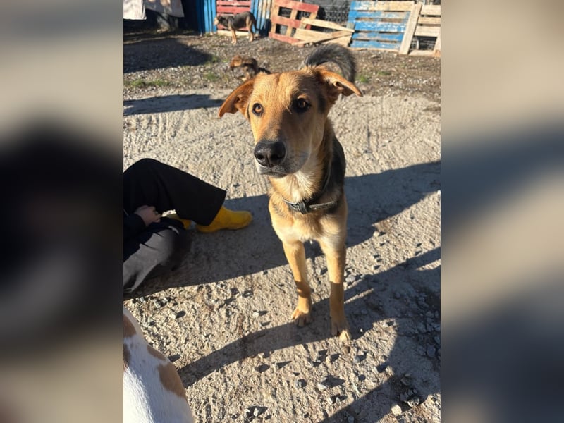 Schlauer Sullyvan sucht dich