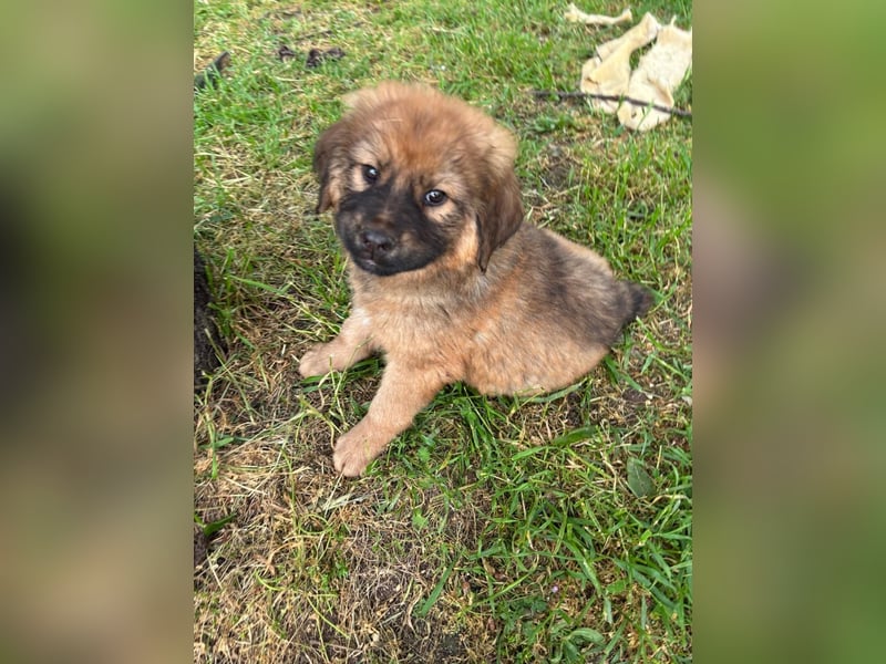 Chewbacca - kleiner Bär wartet auch dich