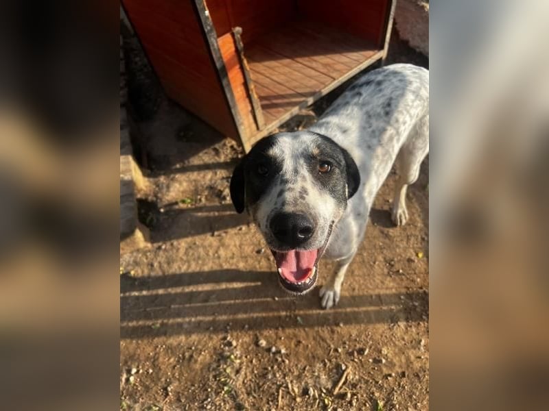 Adam, verspielt, verschmust und ein echter Traumhund
