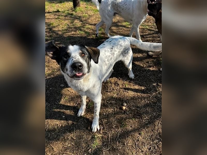 Adam, verspielt, verschmust und ein echter Traumhund