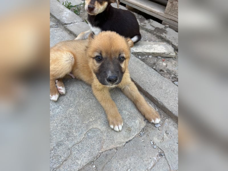 Pickle – kleines Wunder auf vier Pfoten