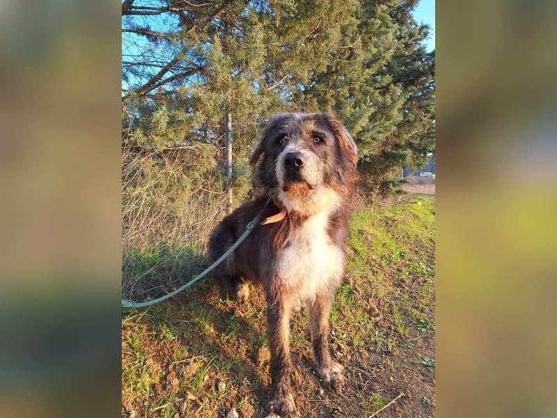 Pierro ein ganz besonderer Hund
