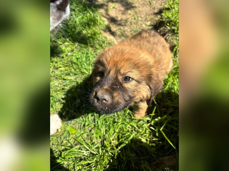 Chewbacca - kleiner Bär wartet auch dich