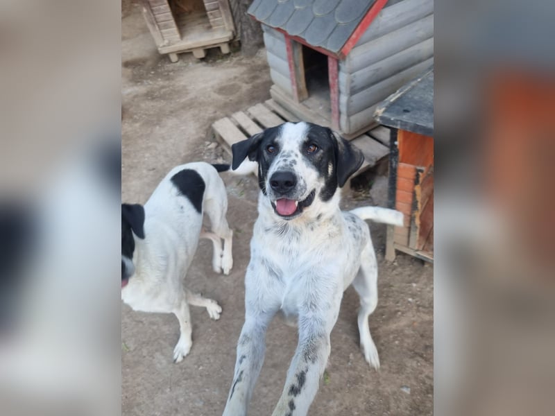 Adam, verspielt, verschmust und ein echter Traumhund