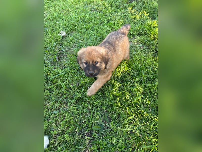 Chewbacca - kleiner Bär wartet auch dich