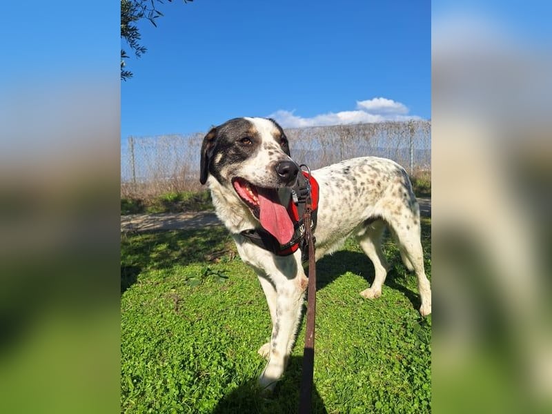 Adam, verspielt, verschmust und ein echter Traumhund