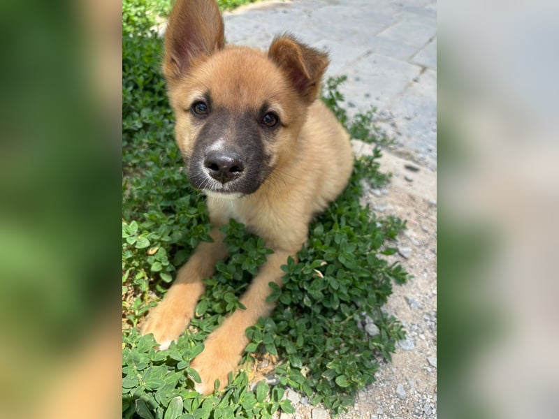 Pickle – kleines Wunder auf vier Pfoten