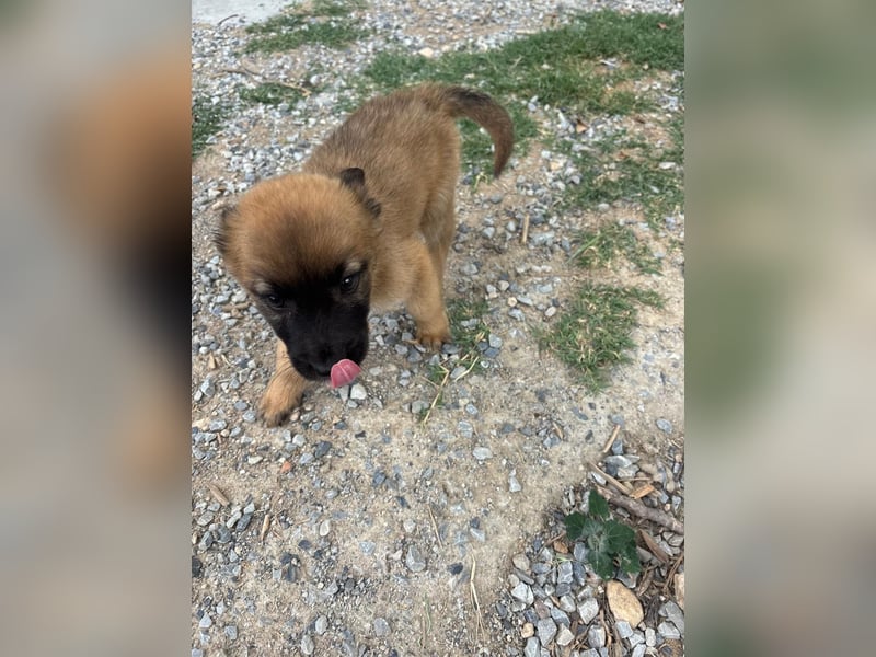 Toller Traumhund Tater Tot