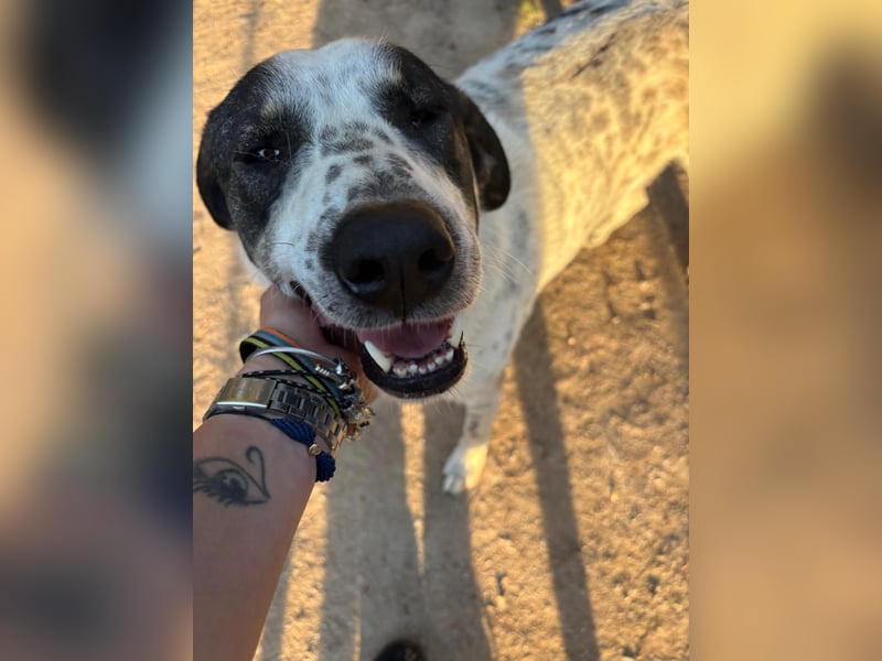 Adam, verspielt, verschmust und ein echter Traumhund