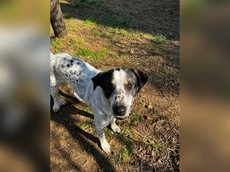 Adam, verspielt, verschmust und ein echter Traumhund